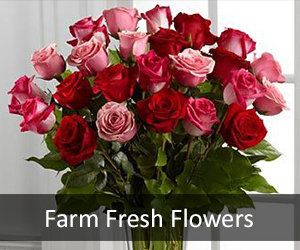 Farm Fresh Flowers, Ecuadorian Roses, Puget Sound Florist