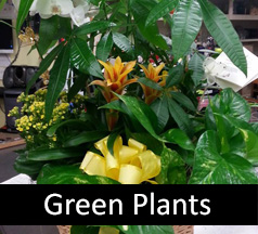 Green Plants, Hospital Plant Delivery