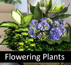 Flowering Plants, Hospital Plant Delivery