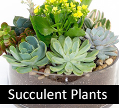 Succulent Plants, Hospital Gift Delivery